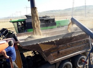 В Республике проходит уборка яровых колосовых зерновых культур. 