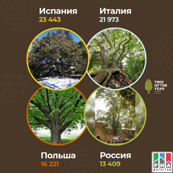 Дербентский платан поднялся на четвертое место в конкурсе «Европейское дерево года – 2021»