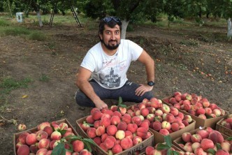 “Персиковая республика” в прямом эфире и  высокие продажи в режиме онлайн, житель Кизилюртовского района ,продает персики прямо из своего сада. 